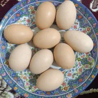 تخم مرغ و اوردک|خوردنی و آشامیدنی|شازند, |دیوار