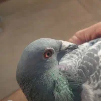 کفتر پلاکی قیمتی