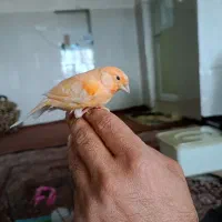 یک قناری گمشده منطقه کونه خانه