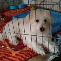 شیتزو مالتیز