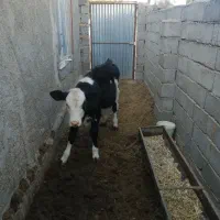 فروش گاوشیری|حیوانات مزرعه|جغتای, |دیوار