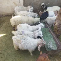 کهره،بره                               شهرک توحید