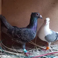 زلفقاری ایزگاه 12