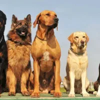 واگذاری به خانواده متعهد و نگهدارنده سگ