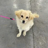 اشپیتز ۳ ماهه ماده|سگ|بابلسر, |دیوار