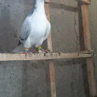 راست کبود