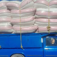 کاه گندم دیم نرم