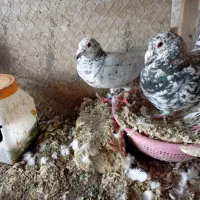 کبوتر|پرنده|نیشابور, شهید بهشتی|دیوار