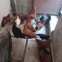مرغ و خروس دونه ۱/۰۰۰/۰۰۰ تومان