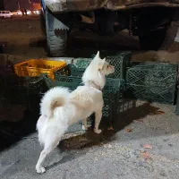 سگ پاکوتاه