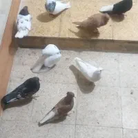 کبوتر|پرنده|خرمشهر, |دیوار