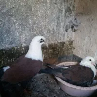 کلاغ کربلای جفتگاه