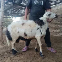 با سلام یک راس کوعه قورچ