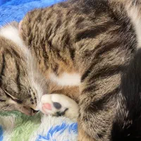 واگذاری گربه DSh