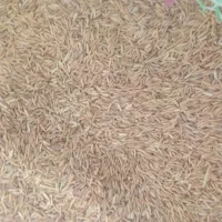 چلتوک طارم خشک