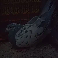 کله ای فروشی 300 عنبر آباد|پرنده|عنبرآباد, |دیوار