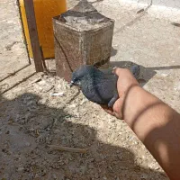 پنچ عدد کبوتر  گرفتنی قیمت پاین|پرنده|سمنان, |دیوار