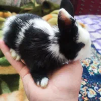 خرگوش خوشگل