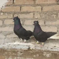 جفت اشعل قزوینی درشت 16 پر دم