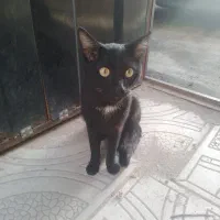 مژدگانی *گمشده گربه* سیاه سینه سفید کشیده لاغر