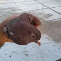 مجسمه|صنایع دستی و سایر لوازم تزئینی|بافق, |دیوار