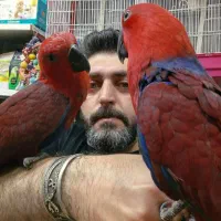 طوطی اکالکتوس ماده پرورشی اصفهان سوپر رام|پرنده|اصفهان, حسین‌آباد|دیوار