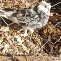 کفتر شازده سرور|پرنده|هشتگرد, فاز ۱ مهستان|دیوار