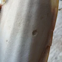کف دریا بمب کلسیم