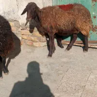 میش بره دار|حیوانات مزرعه|مشهد, ویلاشهر|دیوار