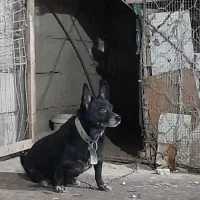 سگ نگهبان