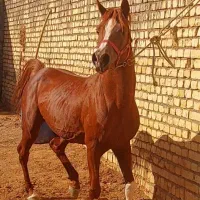 اسب نریان و مادیان وکره