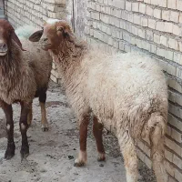 حمیدیه مسیر خسرج روستای علاونه فای