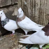 کبوتر|پرنده|یاسوج, |دیوار