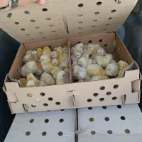 جوجه یک روزه گوشتی راس 308