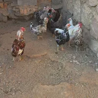 مرغ و خروس گلین|حیوانات مزرعه|محمدیه-قزوین, |دیوار