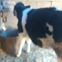 گوساله|حیوانات مزرعه|کارزان, |دیوار