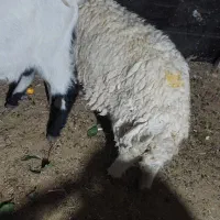 شک نزاییده ۴شیره و تکه داشتی|حیوانات مزرعه|آبدانان, |دیوار