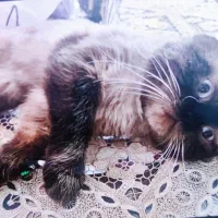 گربه|گربه|هشتگرد, شهرک بعثت|دیوار