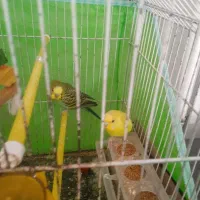 مرغ عشق|پرنده|بندر امام خمینی, |دیوار