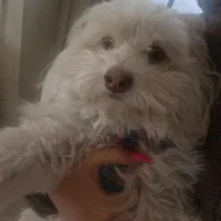 سگ پاکوتاه شیتزو