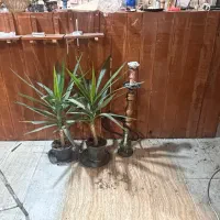 اوپن چوبی|صندلی و نیمکت|سیرجان, |دیوار