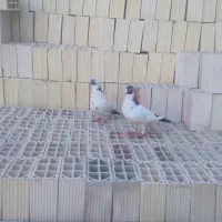 کفتر
