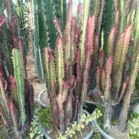 گل و گیاه|گل و گیاه طبیعی|کرج, اصفهانی‌ها|دیوار