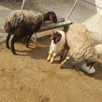 میش و بره|حیوانات مزرعه|کرمانشاه, |دیوار