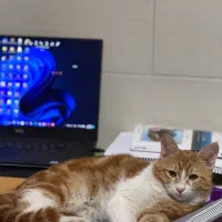 گربه ی گمشده