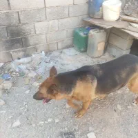 سگ فروشی