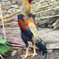 خروس ومرغ دوسر اوشامو