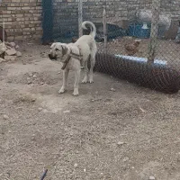 توله کانگال میکس عراقی