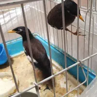 مینا3ماهه
