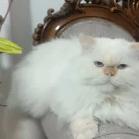 گربه هیمالین اصل